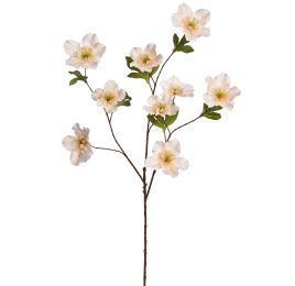 HELLEBORUS 95CM VANILLA