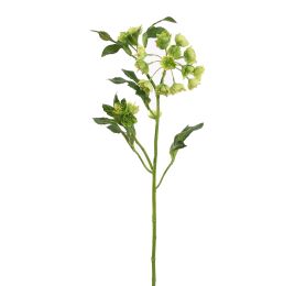 MATHIASELLA 67CM GREEN