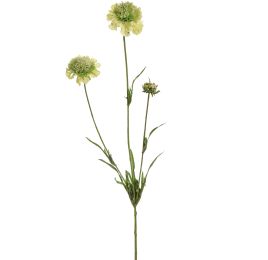 SCABIOSA SPRAY 66CM GREEN