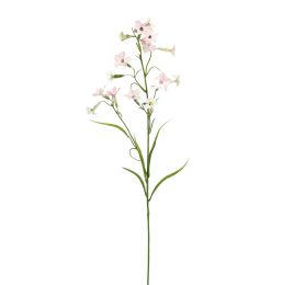 NICOTIANA 80CM CREAM PINK