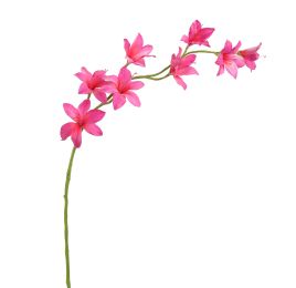 GLADIOLUS NANUS 95CM BEAUTY