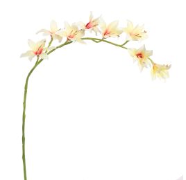 GLADIOLUS NANUS 95CM CREAM