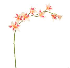 GLADIOLUS NANUS 95CM PEACH