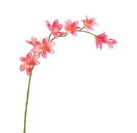GLADIOLUS NANUS 95CM PINK