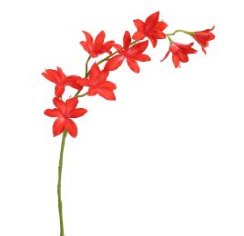 GLADIOLUS NANUS 95CM RED