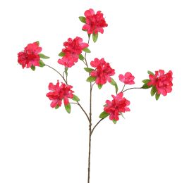 RHODODENDRON 100CM BEAUTY
