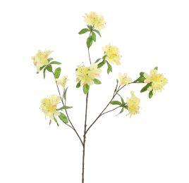 RHODODENDRON 100CM YELLOW