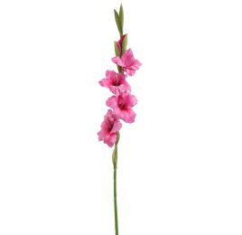 GLADIOLUS 85CM BEAUTY