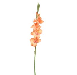 GLADIOLUS 85CM PEACH