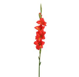 GLADIOLUS 85CM RED