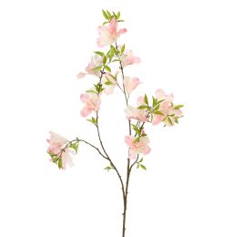RHODODENDRON 85CM PEACH