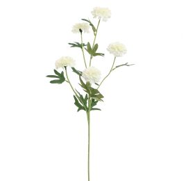 MARIGOLD 70CM CREAM