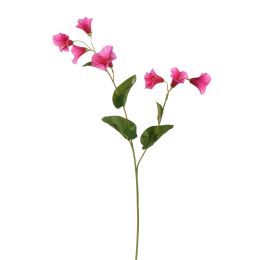 CAMPANULA 61CM BEAUTY