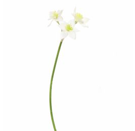 NARCISSUS 62CM WHITE