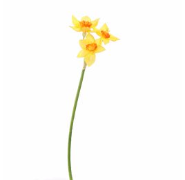NARCISSUS 62CM YELLOW