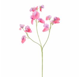 SWEET PEA 66CM BEAUTY