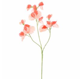 SWEET PEA 66CM CORAL