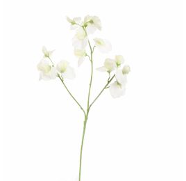SWEET PEA 66CM CREAM