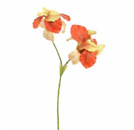 IRIS X2 65CM BEAUTY