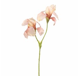 IRIS X2 65CM PEACH