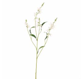 CAMASSIA 101CM CREAM