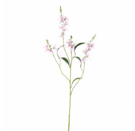CAMASSIA 101CM LAVENDER