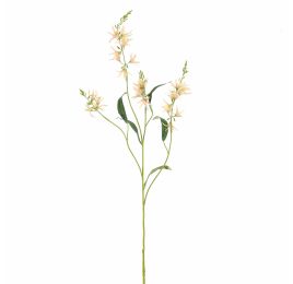 CAMASSIA 101CM PEACH