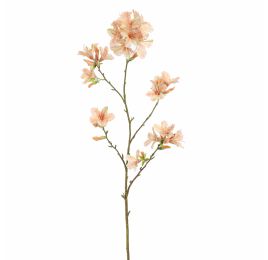 RHODODENDRON 116CM PEACH