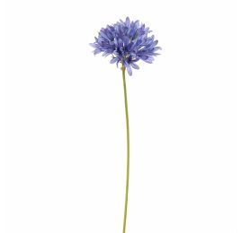 AGAPANTHUS 77CM BLUE