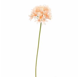 AGAPANTHUS 77CM PEACH