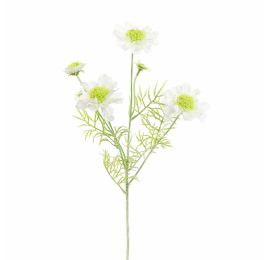 SCABIOSA 60CM CREAM