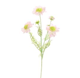 SCABIOSA 60CM PINK