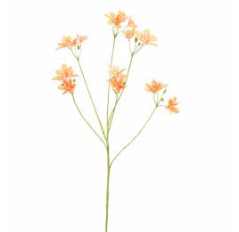 BELEMCANDA CHINENSIS SPRAY 67CM ORANGE