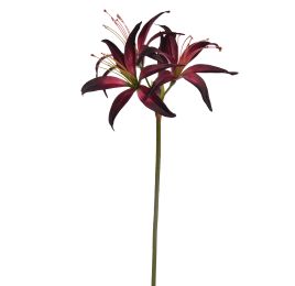 HIPPEASTRUM 80CM BURGUNDY