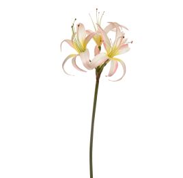 HIPPEASTRUM 80CM CREAM PINK