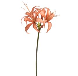 HIPPEASTRUM 80CM PEACH