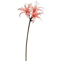 HIPPEASTRUM 80CM PINK