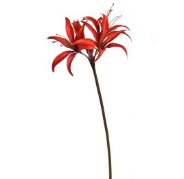 HIPPEASTRUM 80CM RED