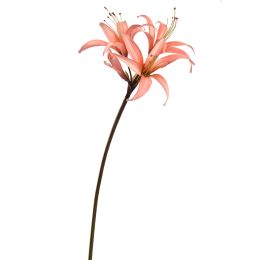 HIPPEASTRUM 80CM SALMON