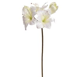 LARGE AMARYLLIS 80CM CREAM