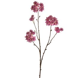 ASTRANTIA BRANCH 70CM BEAUTY