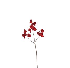 SWEET PEA 66CM RED
