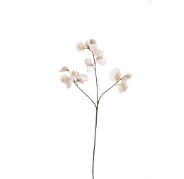SWEET PEA 66CM VANILLA