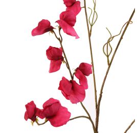 SWEET PEA 117CM BEAUTY
