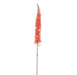 EREMURUS 109CM ORANGE