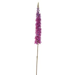 EREMURUS 109CM PURPLE