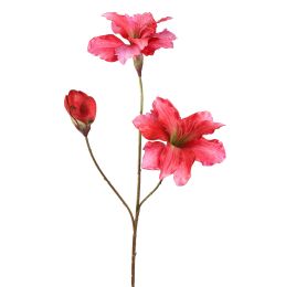 AMARYLLIS 88CM BEAUTY