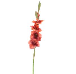 GLADIOLUS 85CM MASSALA