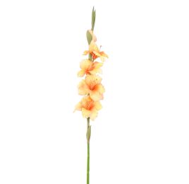 GLADIOLUS 85CM PEACH