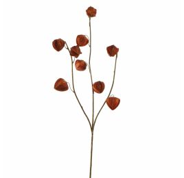 HOUZUKI FRUIT 105CM BROWN